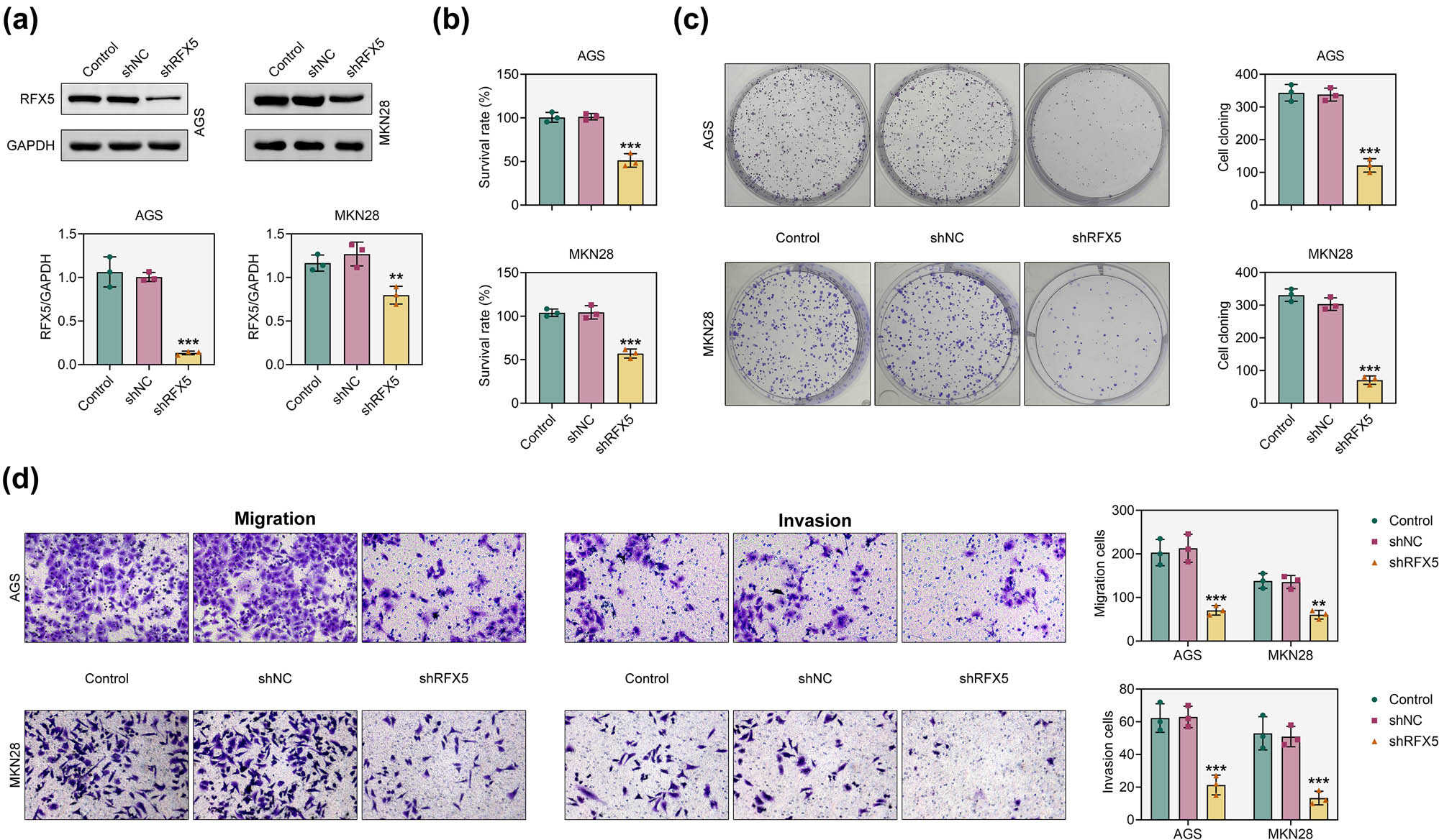 Figure 2
Knockdown of RFX5 inhibits the growth and migration of gastric adenocarcinoma cells. (a) Western blot analysis of RFX5 protein expression in AGS and MKN28 cells following transfection with RFX5-targeting shRNA (shRFX5). GAPDH was used as a loading control. Densitometric quantification of RFX5 expression relative to GAPDH is shown in the lower panel. (b) Cell viability of AGS and MKN28 cells after RFX5 knockdown was assessed using the CCK-8 assay. (c) Colony formation assay evaluating the proliferative capacity of AGS and MKN28 cells following RFX5 knockdown. Representative images are shown on the left; quantification of colony numbers is shown on the right. (d) Transwell migration (left) and invasion (right) assays of AGS and MKN28 cells following RFX5 knockdown. Representative images are shown; quantification of migrated and invaded cells is presented on the right. **P < 0.01, ***P < 0.001 vs shNC.