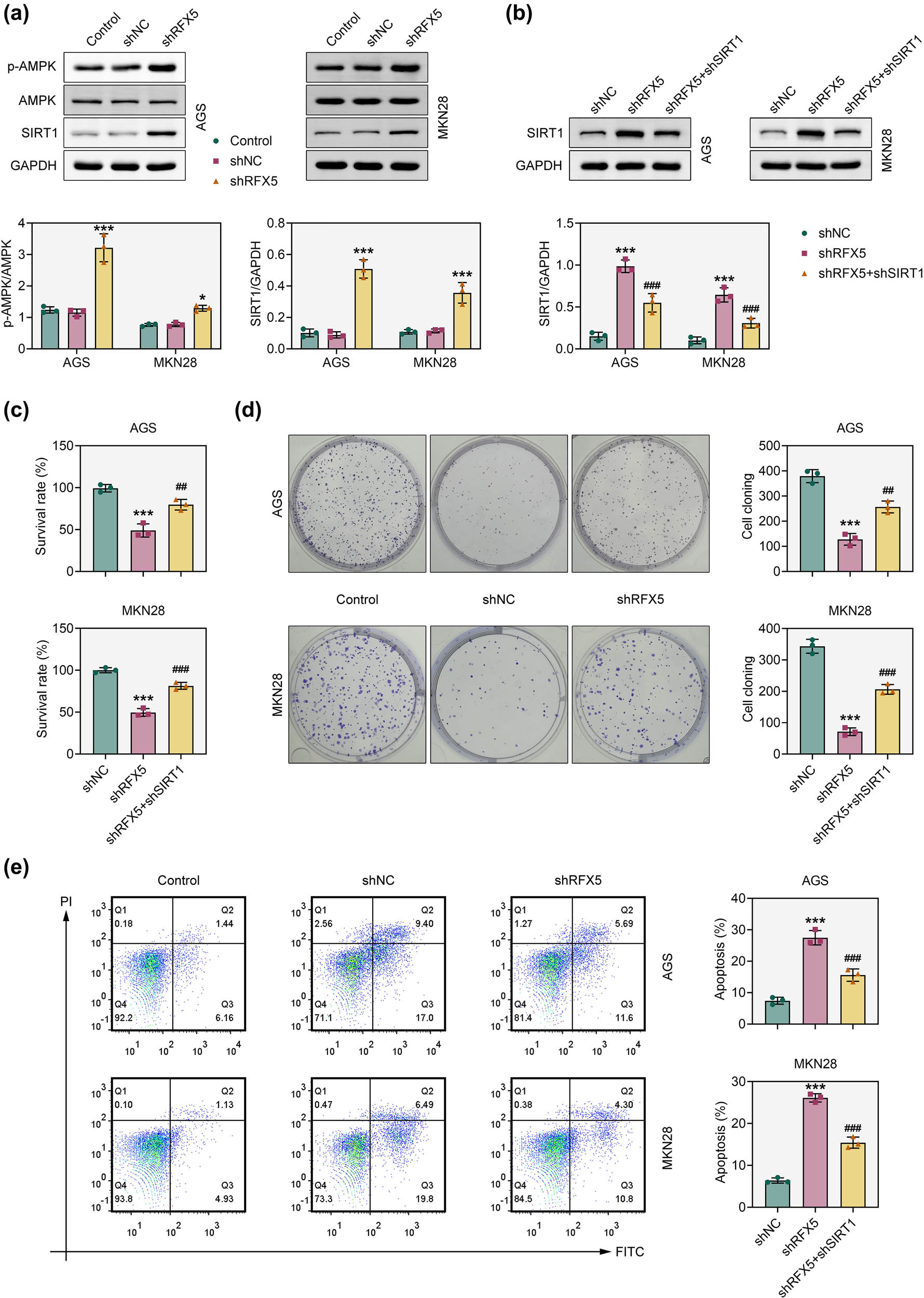 Figure 4
Knockdown of RFX5 activates the SIRT1/AMPK pathway. (a) Western blot analysis of p-AMPK, total AMPK, and SIRT1 protein levels in AGS and MKN28 cells following RFX5 knockdown (shRFX5). GAPDH was used as a loading control. Quantification of p-AMPK/AMPK and SIRT1/GAPDH ratios is shown in the lower panels. (b) Western blot analysis of SIRT1 expression in AGS and MKN28 cells after the indicated transfections. (c) CCK-8 assay assessing cell viability in AGS and MKN28 cells after RFX5 or SIRT1 knockdown. (d) Colony formation assay evaluating the proliferative capacity of AGS and MKN28 cells following knockdown of RFX5 or SIRT1. (e) Flow cytometry analysis of apoptosis in AGS and MKN28 cells following the indicated transfections. ***P < 0.001 vs shNC.