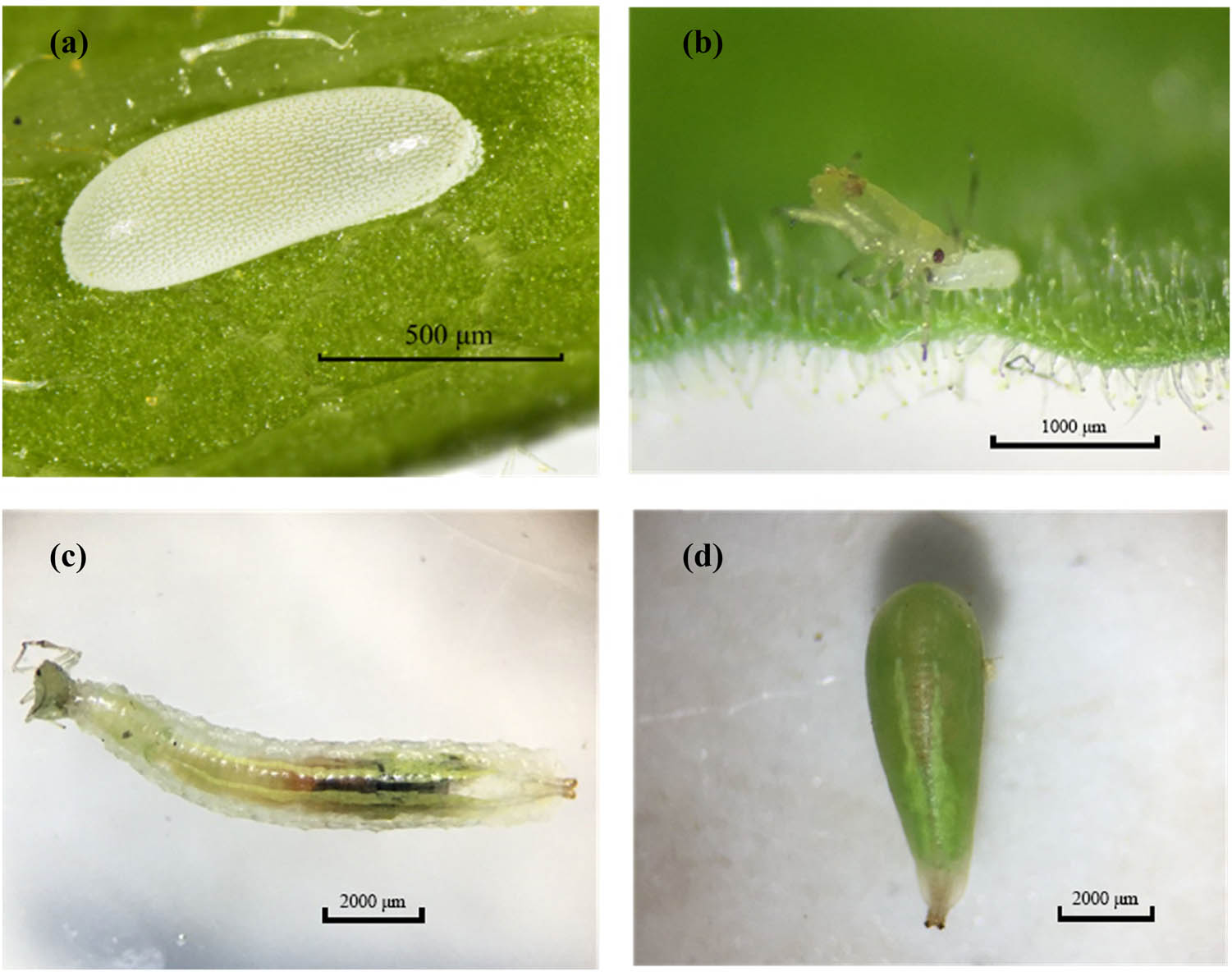 Teaser image from the article