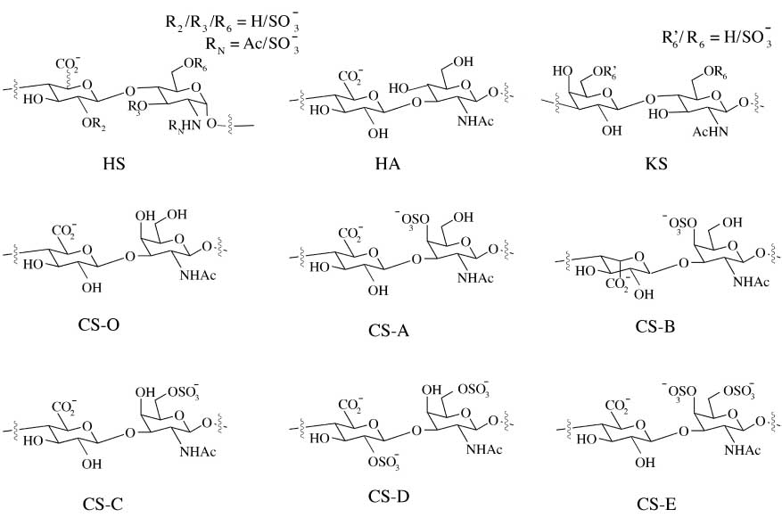 Figure 1 Schematic representation of disaccharide units found in HS, HA, KS, and CS.