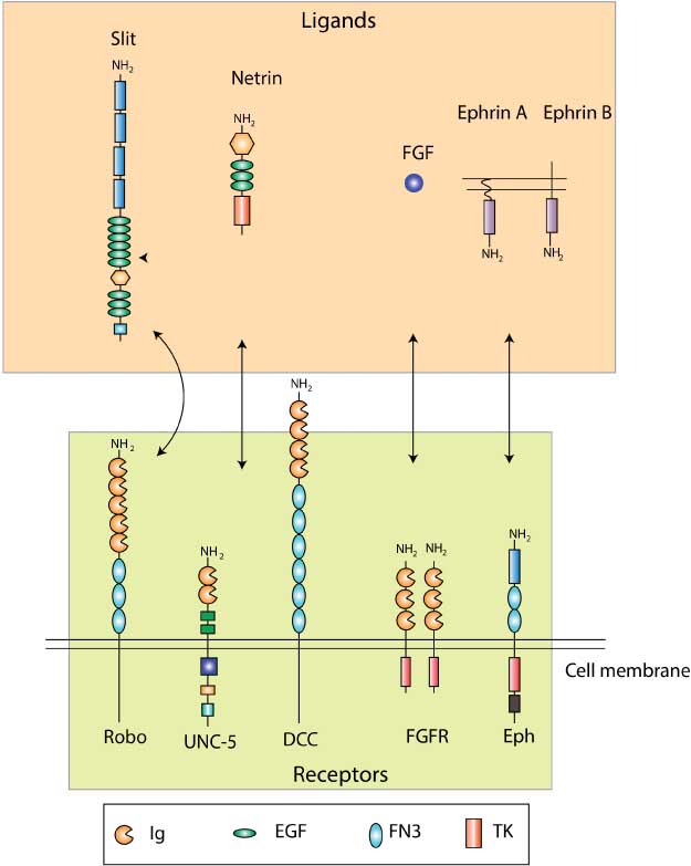 Figure 2 Receptors of HSPGs.Prominent interactions in the CNS that are mediated by HSPGs are shown. Robo receptors bind to Slit ligands, UNC-5 and DCC (deleted in colorectal cancer) receptors bind to Netrin, FGF binds to FGFR, and ephrin receptors (Eph) bind to ephrin ligands. Box contains the definition for conserved protein domains. Ig, immunoglobulin; EGF, epidermal growth factor; FN3, fibronectin type III domain; TK, tyrosine kinase domain. [The figure has been modified from the review by Lee et al. (3).]