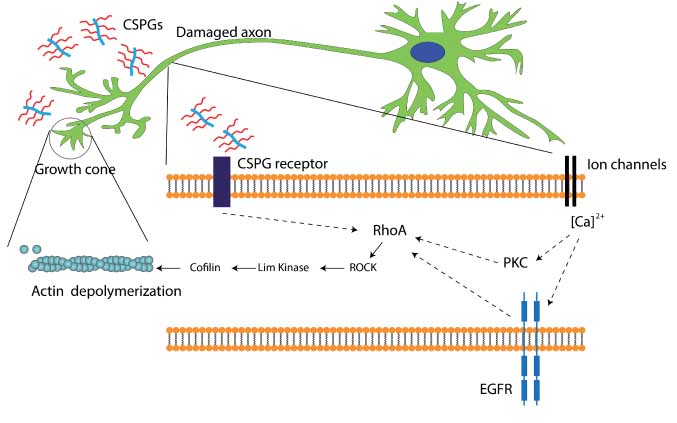 Figure 3 Intracellular signaling mechanism triggered by CSPG present in the glial scar.CSPGs are thought to be present in axons, although their molecular identity is not well established. Recent studies have shown that CSPG can interact with leukocyte common antigen-related phosphatase, Nogo, or EGF receptors and lead to growth inhibition (65–67). RhoA activation eventually leads to actin depolymerization and the growth cone retraction. RhoA activation has also been shown to be associated with PKC pathway and epidermal growth factor receptor (EGFR) phosphorylation in a calcium-dependent manner (67, 71). However, the process of calcium influx leading to PKC activation or EGFR activation is not well defined. Dashed arrows suggest that mediators of the represented process are yet to be identified.