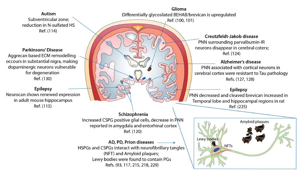 Figure 4 Observed and potential associations of PGs and GAGs with neurological diseases in various regions of the human brain.This diagram represents a coronal section of the human brain and highlights evidence reported about the involvement of GAGs in various CNS disorders. Observations made in non-human brain samples may suggest that such effects persist in the human brain as well.