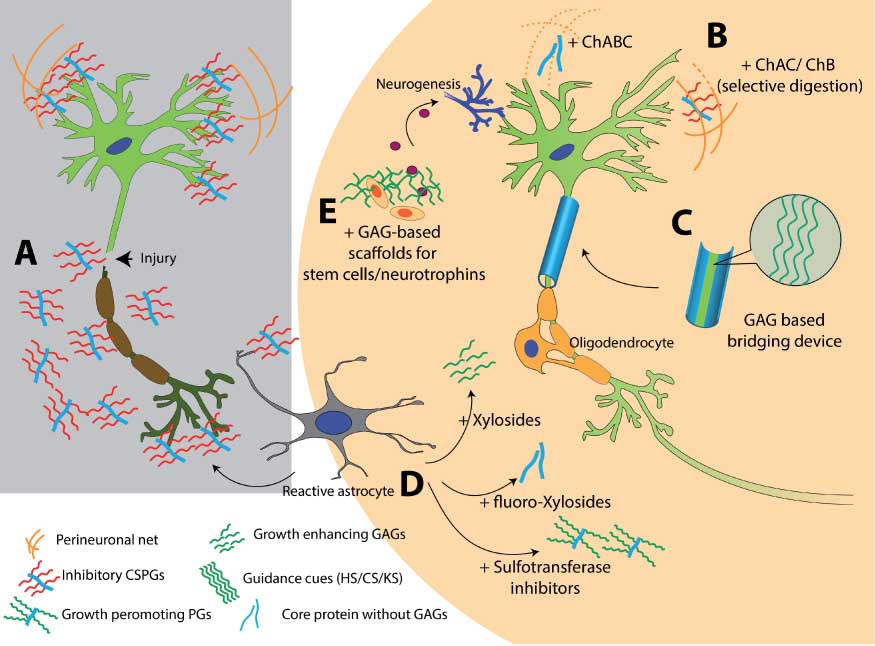 Figure 5 Use of sugar glues for broken neurons and GAG-based therapies for injured CNS.(A) Neuronal injury results in overexpression of inhibitory CSPGs from reactive astrocytes. (B) Degrading CS chains to stimulate neuronal growth. ChABC is widely studied for this application; however, unspecific digestion of GAGs can damage growth-promoting motifs and other important structures such as PNN. Selective digestion can be done using ChAC and ChB enzymes. (C) Designing GAG-based bridging device to guide regenerating axons. Surface presented HS, CS, DS, KS, or HA domains can be used to direct axonal pathfinding. (D) Using small molecules to modulate GAG production at the scar site. Xylosides would change the composition or sulfation pattern of the GAGs secreted from reactive astrocytes. Addition of fluoro-xylosides would inhibit GAG biosynthesis and result in generation of core protein without inhibitory GAG chains. Sulfotransferase inhibitors can be used to stop production of inhibitory sulfation patterns present in CSPGs released from reactive astrocytes. (E) Bioactive scaffolds can be designed by using GAGs such as HA, HS, CS, DS, or KS. Such scaffolds can be used to deliver stem cells or neurotropic factors at the scar site. A combination of two or more such approaches can be utilized to create effective therapies for neurological disorders.