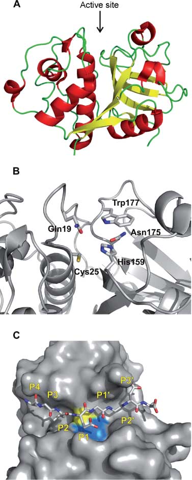 Figure 1 The fold and active site of papain-like peptidases.(A) Three-dimensional structure of the peptidase domain of papain (PDB accession code 1PPN) in the standard orientation. The molecule is shown in cartoon representation and colored according to secondary structure elements. The position of the active site is indicated by an arrow. (B) Catalytic residues in the active site of papain. Cys25 and His159 form the catalytic diad, and Gln19, Asn175, and Trp177 are involved in maintaining the nucleophilic character of the catalytic diad. (C) Computer model of the octapeptide Ala-Gly-Leu-Glu-Gly-Gly-Asp-Ala (in stick representation) bound into the active site of human cathepsin K (in surface representation) [adapted from ref. (5)], illustrating the mode of substrate binding into the active site of papain-like peptidases. Substrate residues in positions P4 through P3′, which interact with corresponding sites S4 through S3′ of the enzyme (according to the nomenclature by Schechter and Berger), are marked, and the catalytic residues Cys25 and His159 are colored yellow and blue, respectively. All images were prepared using PyMOL (Schrödinger Inc., Portland, OR, USA).
