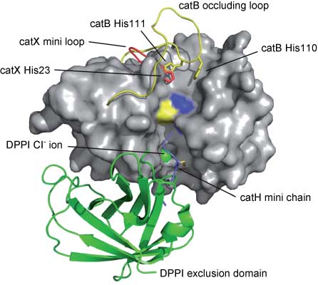 Figure 2 Unique structural characteristics determining the specificity of papain-like exopeptidases.The three-dimensional structure of papain (PDB accession code 1PPN) is shown in surface representation, and the catalytic residues Cys25 and His159 are colored yellow and blue, respectively. The structures of the occluding loop of cathepsin B (shown in yellow), the mini loop of cathepsin X (shown in red), the mini chain of cathepsin H (shown in blue), and the exclusion domain of dipeptidyl-peptidase I (shown in green) are superposed onto the structure of papain. Several additional crucial characteristics are shown: residues His110 and His111 of cathepsin B, which anchor the occluding loop into the active site; residue His23 of cathepsin X; the disulfide bond that covalently bonds the mini chain to cathepsin H (shown as yellow sticks); and the chloride ion that is essential for the activity of dipeptidyl-peptidase I. The image was prepared using PyMOL (Schrödinger Inc., Portland, OR, USA).