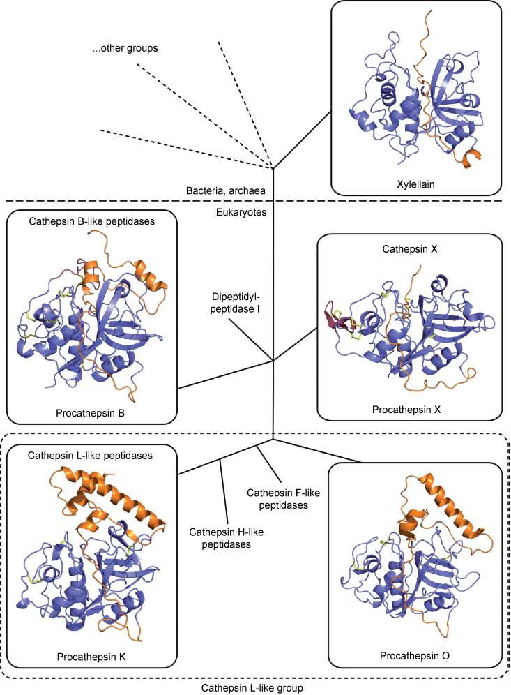 Figure 3 Evolutionary groups of papain-like peptidases with structures of representative proenzymes.Bacteria and archaea contain multiple groups of papain-like peptidases; however, only xylellain from the bacterium Xylella fastidiosa (PDB accession code 3OIS) has been characterized at the molecular level. The eukaryote papain-like peptidase repertoire is divided into the cathepsin B-like group (illustrated on the crystal structure of human procathepsin B, PDB accession code 2PBH), cathepsin X-like subgroup (illustrated on the crystal structure of human procathepsin X, PDB accession code 1DEU), dipeptidyl-peptidase I, and the cathepsin L-like group, which can be further divided into cathepsin O [illustrated on the homology model of human procathepsin O (20)], cathepsin F-like subgroup, cathepsin H-like subgroup, and cathepsin L-like subgroup (illustrated on the crystal structure of human procathepsin K, PDB accession code 1BY8). In all images, the mature region is shown in blue, the propeptide is shown in orange, and the disulfide bonds are shown as yellow sticks. Unique insertions in the structures of cathepsins B and X are shown in dark red. All images were prepared using PyMOL (Schrödinger Inc., Portland, OR, USA).