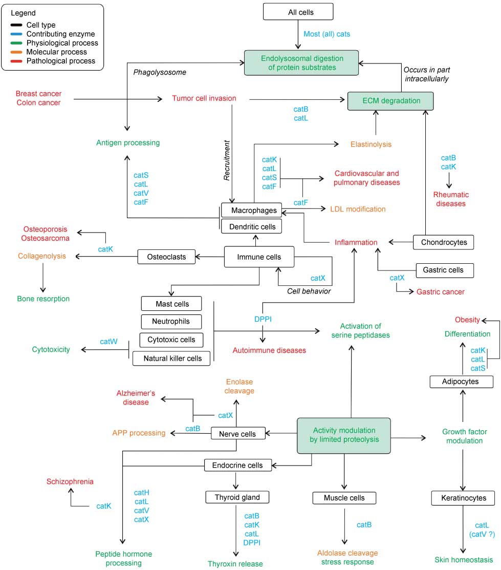 Figure 4 Schematic overview of the major functional roles of papain-like peptidases in human physiology and pathology.Arrows indicate connections between cell types, processes, and contributing enzymes, which are color-coded according to the legend.