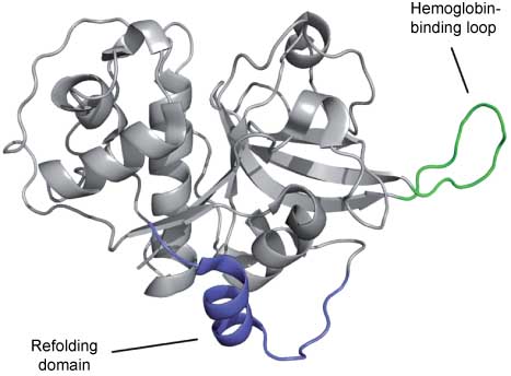 Figure 5 The crystal structure of falcipain-2 highlighting its unique structural features.The refolding domain is shown in blue and the hemoglobin-binding loop is shown in green. Coordinates were taken from the Protein Data Bank (accession code 3BPF). The image was prepared using PyMOL (Schrödinger Inc., Portland, OR, USA).