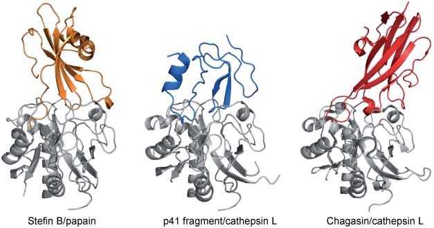 Figure 6 Comparison of the binding modes of papain-like peptidase inhibitors from three major evolutionary families.The binding modes are illustrated on the crystal structures of (A) the cystatin stefin A in complex with papain (PDB accession code 1STF), (B) the thyropin p41 fragment in complex with cathepsin L (PDB accession code 1ICF), and (C) chagasin in complex with cathepsin L (PDB accession code 2NQD). Stefin A, the p41 fragment, and chagasin are shown in orange, blue, and red, respectively, and the peptidases are shown in gray. All inhibitor families act by inserting three loops into the active of the peptidase. The images were prepared using PyMOL (Schrödinger Inc., Portland, OR, USA).
