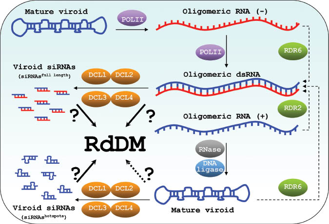Figure 1 Life cycle of Pospiviroidae. Upon inoculation, mature Pospiviroidae RNA molecules enter the plant cell nucleus. During the asymmetric replication circle, POLII transcribes circular viroid RNA into oligomeric RNA of (-)-orientation. In the nucleoplasm, this RNA is transcribed into oligomeric (+) RNA, again by POLII. Subsequently to its transport into the nucleolus, a type III-like RNase and a DNA ligase are recruited to assemble the mature viroid molecule. Oligomeric (+) and (-) replication intermediates may form dsRNA molecules. Alternatively, dsRNA molecules may be produced by RDR6-mediated transcription of mature viroid RNA and/or of oligomeric (-) in the nucleoplasm. In addition, it cannot be excluded that, in the nucleolus, dsRNA is synthesized by RDR2 transcription of oligomeric (+) RNA. All four DCLs produce vd-sRNAs. However, it is not clear whether only dsRNAs or, due to the high capacity of viroid RNA to form intermolecular secondary structures, also single-stranded viroid RNA is processed. If dsRNA is processed, fully complementary 21–24-nt siRNAs are produced that ideally cover the full length of the viroid (siRNAsfull length). Both polarities of vd-sRNAs could be loaded onto AGOs. If ssRNA viroid is processed, siRNAs will most probably be produced only from hotspot regions displaying secondary structures that are recognized by DCLs (siRNAshotspots). They are not perfect duplexes and may be only of (+) polarity. Whether dsRNAs, siRNAsfull length or siRNAshotspots guide the RdDM machinery to cognate DNA is not clear.