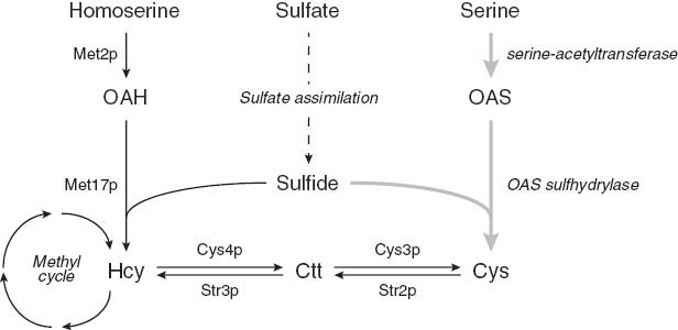 Figure 2 The sulfur metabolic pathway in Saccharomyces cerevisiae. Metabolic routes are indicated by black arrows. The de novo synthetic pathway of cysteine that is introduced to increase the intracellular cysteine levels is indicated by gray arrows. Ctt, cystathionine; OAS, O-acetylserine.