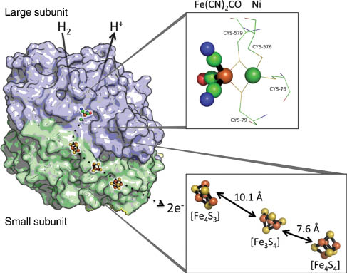 Figure 1 Structure of [NiFe]-hydrogenase 1 from E. coli.The figure presents a heterodimer of Hyd-1, which is actually a dimer of dimers (23), to highlight the overall structure and organization of the cofactors within the enzyme’s core. The large subunit harbors a Ni-Fe(CN)2CO site that is coordinated by four Cys residues, and the small subunit contains various types of Fe-S clusters. A large interface between the large and small subunits ensures proximity of the active site with the proximal Fe-S cluster. Structural depictions are based on PDB structure 3UQY from E. coli Hyd-1 (23).