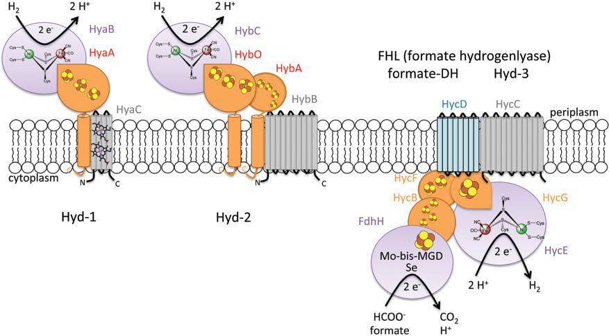 Figure 2 Arrangement of [NiFe]-hydrogenases in the E. coli cytoplasmic membrane [modified from ref. (18)].The H2-oxidizing enzymes (Hyd-1 and Hyd-2) have their active sites located within the periplasm, while Hyd-3 is part of the formate hydrogenlyase (FHL) complex that is oriented toward the cytoplasm and catalyzes H2 production. The large subunit harbors a catalytic [NiFe]-site and is shown in purple. The formate dehydrogenase H (Fdh-H) subunit contains a selenocysteine (Se) and a molybdopterin guanine dinucleotide (Mo-bis-MGD) in its active site. The respective small subunits and further electron-transferring subunits are shown in orange, and membrane subunits are shown in gray or blue. The Fe-S clusters are shown as brown (Fe) and yellow (S) circles, while heme b molecules are shown as stick models.