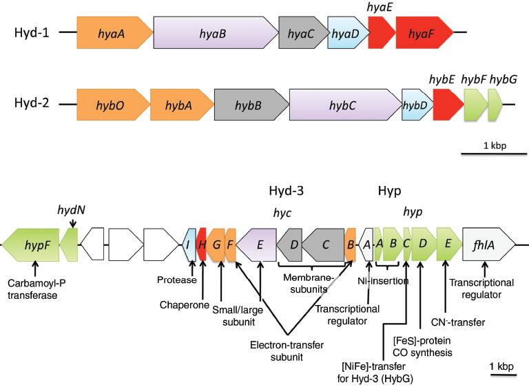 Figure 3 The structural and accessory hydrogenase genes of E. coli.The hya (Hyd-1) and hyb (Hyd-2) operons along with the genomic region encompassing the hyc (Hyd-3) and hyp (accessory maturation enzymes) operons are shown. Use of the same color signifies similar properties or function of the respective gene product and are orange for Fe-S-proteins, purple for catalytic subunits, gray for membrane subunits, blue for hydrogenase-specific proteases, red for chaperone proteins, and green for general and hydrogenase-specific accessory proteins that catalyze the biosynthesis and insertion of the [NiFe]-active site. The gene fdhF, which encodes the Fdh-H component of the FHL complex, is encoded on a different part of the chromosome (29). The transcriptional regulators fhlA, encoding FhlA (formate hydrogenlyase activator), and hycA are shown in light gray, and these proteins control expression of the divergent hyc and hyp operons and the fdhF gene (29, 137). The biochemical function of the Fe-S protein encoded by hydN is unknown.