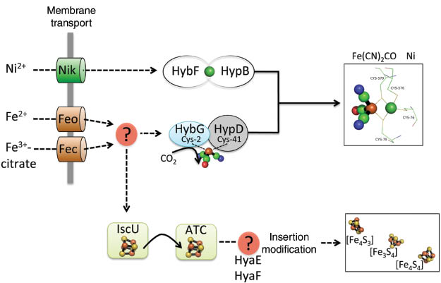 Figure 4 Routes of nickel and iron delivery to the respective large and small subunits.The nickel and iron ions are selectively transported across the membrane by the NikABC transporter, and either the Feo or Fec transporters, respectively. Free Fe2+ is not present in the cytoplasm, and presumably, it is therefore picked up from the respective transporter and delivered to the target proteins by, so far, unknown factors (indicated by a question mark). In the case of the active site iron ion, this might be sequestered by the HypC paralog in E. coli HybG, which is required for Hyd-1 large subunit maturation. The Fe(CN)2CO moiety of the active site is first synthesized on a scaffold comprising HybG (HypC) and HypD. The maturation proteins HypE and HypF supply the cyanide ligands generating them from carbamoyl phosphate and form part of the biosynthetic complex (not shown), while HybG (HypC) and HypD supply the CO ligand, possibly derived from endogenous CO2. Only after insertion of the Fe(CN)2CO moiety into the apo-large sunbunit has occurred can HyaB supply the Ni2+, which is inserted by HybF (HypA paralog) and HypB. The small subunit contains various types of Fe-S clusters which are delivered by A-type carrier proteins (ATC) subsequent to their synthesis on the IscU-IscS scaffold system depicted by IscU only. The sulfur is derived from cysteine via the action of the cysteine desulfurase IscS (not shown), but the direct source of the iron ions is not known. Although the proteins directly involved in modification and insertion of the Fe-S clusters have not been identified yet (indicated by a question mark), the accessory proteins HyaE and HyaF as well as binding the Tat signal peptide might have an additional role in this regard.