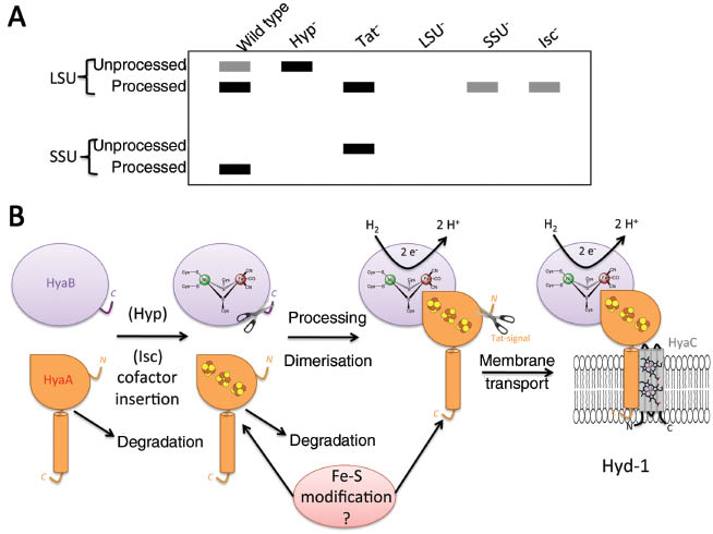 Figure 5 Order of assembly events as depicted exemplarily for E. coli hydrogenase 1.(A) A summary of the observed processing pattern for large (LSU) and small subunit (SSU) of hydrogen-oxidizing [NiFe]-Hyd-1 in E. coli in various mutant backgrounds is shown. (1) In the total protein fraction of anaerobically grown wild-type cells, a mixture of mature and unprocessed LSU, together with processed SSU can be observed. (2) Absence of the Hyp protein machinery results in unprocessed LSU due to lack of [NiFe]-cofactor insertion. The SSU is not processed by the Tat machinery, is rapidly degraded, and is usually not visible (72). (3) Processing of the SSU takes place during Tat transport and does not occur in the absence of the Tat system. The LSU is, however, processed and contains its active site. The LSU and SSU interact, and Hyd activity is detectable in the cytoplasm with artificial electron dyes as shown for R. eutropha (138). (4) A similar phenotype to that shown by a Hyp- mutant is observed in the absence of the LSU as binding partner where the SSU remains unprocessed and is rapidly degraded. (5) In the absence of the SSU, the processing of the LSU still occurs and retains stability; however, the protein remains in the cytoplasm (139). (6) Deletion of the A-type carrier components of the Isc system results in a lack of SSU and reduced levels of the processed LSU (72).(B) The large subunit of Hyd-1, HyaB, and the small subunit, HyaA, are synthesized, the respective cofactors are inserted, the large subunit is processed prior to assembly with the small subunit, and the small subunit is only processed during membrane transport of the heterodimer. Several quality control checkpoints lead to protein degradation if maturation cannot proceed. It is unknown when and how the conversion of the proximal [4Fe-4S]-cluster to a [4Fe-3S] takes place.