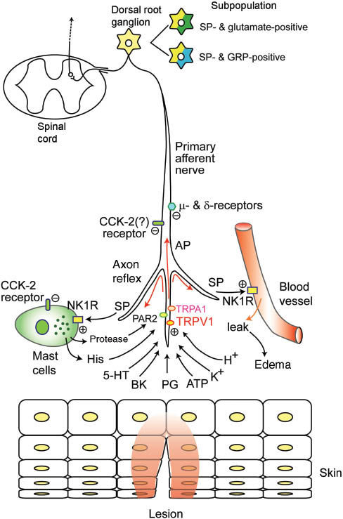 Figure 1 Substance P (SP)-containing primary afferent nerves and nociception.The illustration shows peripheral tissue lesions and nociception. Irritant stimulus activates TRPA1 and TRPV1, which generates action potential (AP) in primary afferent nerves (PANs) that contain SP and carcitonin gene-related peptides (CGRP). AP causes an axon reflex in PANs releasing SP and CGRP. SP triggers degranulation of mast cells releasing histamine and protease and increasing vascular permeability through NK1R. Activation of both μ- and δ-receptors attenuate peripheral pain, and activation of CCK receptors attenuate itch and degranulation of mast cells. TRP, transient receptor potential; TRPA1, TRP ankiin-2; TRPV1, TRP vanilloid-1; NK1R, neurokinin receptor type-1; PAR2, protease-activated receptor type-2.
