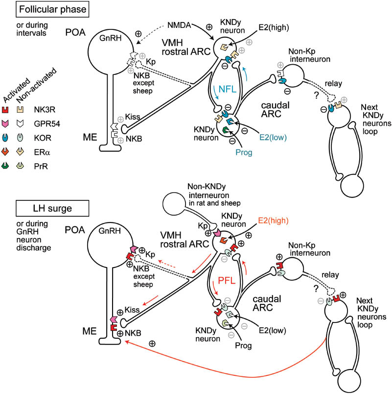 Figure 2 A model for the regulatory mechanism of GnRH secretion in the hypothalamus.The upper illustration shows the hypothetized regulatory mechanism of the negative feedback loop during the follicular phase by low levels of peripheral estradiol or the interval period of GnRH neuron discharge. The lower illustration shows the mechanism of the positive feedback loop during the luteinizing hormone (LH) surge by high levels of peripheral estradiol or the discharge period of GnRH neurons. The colored symbols indicate the activated forms of receptors. Localizations of ERα remain speculative. ER α, estrogen receptor α; GnRH, gonadotropin releasing hormone; GPR54, G-protein coupled receptor 54 (as kisspeptin receptor); KOR, κ-opioid receptor; Kp, kisspeptin; NK3R, neurokinin receptor type 3; NMDA, N-methyl-d-asparate; PrR, progesterone receptor; ARC, arcuate nucleus; ME, median eminence, POA, preoptic area.