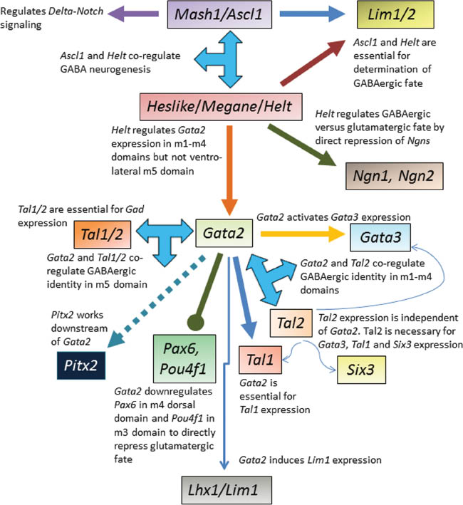 Figure 3 Summary of the signaling pathway of key molecular players identified up until now and their interplay that is essential for efficient generation of mesencephalic GABA neurons.