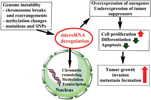 Figure 2: Schematic representation of the relevance of microRNA dysregulation in tumors.Green arrows represent inhibition, red arrows stimulation.
