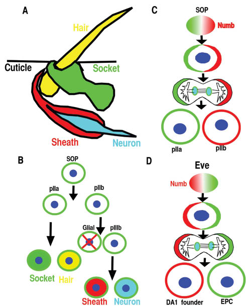 Figure 1: Numb is asymmetrically distributed during asymmetric cell division in different cell types.(A, B) The Drosophila sensory organ consists of four cells: hair, socket, sheath, and neuron and is derived from the sensory organ precursor (SOP). (B, C) SOP divides asymmetrically in a stem cell-like fashion to generate the various cells of the sensory organ. The glial cell undergoes programmed cell death. (D) Eve-positive mesoderm progenitor cell divides asymmetrically to generate DA1 founder and eve-expressing pericardial cells (EPC).