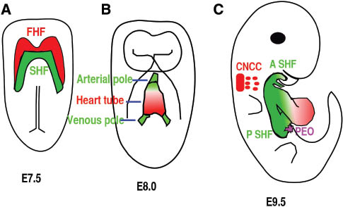 Figure 2: Four different cell sources contribute to heart formation.(A) Ventral view of an E7.5 embryo. Red color highlights the cardiac progenitor cells of the first heart field (FHF), and green color highlights another subset of cardiac progenitor cells that form the secondary heart field (SHF) and is located posteriorly and medially to the FHF. (B) Ventral view of the embryo at E8.5. Cells from the FHF migrate and then merge in the midline to form the heart tube, which then elongates on both arterial and venous poles via the addition of progenitor cells from the SHF. (C) Right lateral view of an E9.5 mouse embryo. The cardiac neural crest cells (CNCC) at rhombomere 6–8 gives rise to cells (green) that migrate to and colonize the distal cardiac outflow tract (OFT) to contribute to OFT alignment and septation. Cells from pro-epicardial organ (PEO) will migrate, attach, and then cover the whole heart to form epicardium. A SHF, anterior second heart field; P SHF, posterior second heart field.