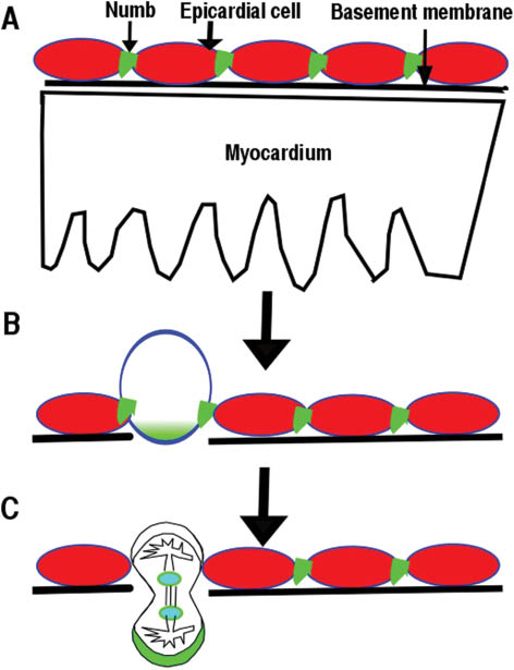 Figure 3: Epicardial cells’ perpendicular division contributes to their entry into myocardium.(A) Numb localizes to adherens junctions of epicardial cells. (B) Numb accumulates at the basal domain of dividing epicardial cells. (C) One daughter cell from a perpendicular division will enter into the myocardium.