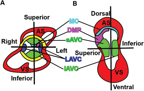 Figure 4: Five mesenchymal /muscular tissues contribute to atrioventricular septation.(A and B) Different views of an E12–E13 heart. There are five mesenchymal /muscular tissues including the superior (sAVC) and inferior atrioventricular endocardial cushions (iAVC), lateral AV cushions (LAVC), the mesenchymal cap (MC) enveloped muscular atrial septum (AS), the dorsal mesenchymal protrusion (DMP), and the interventricular muscular septum (VS) that are involved in this atrioventricular septation (A and B).