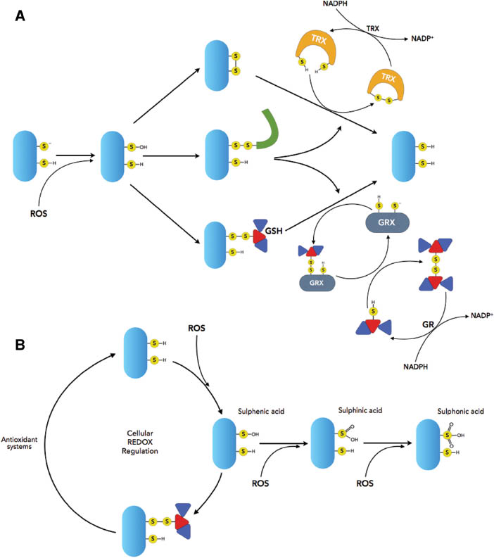 Figure 1: Redox regulation of thiol oxidation.(A) (i) Oxidation of a thiolate anion generates a cysteine sulphenic acid. (ii) Thiols that are structurally within 3 Å, often in a -CXXC- motif, can form intramolecular disulphide bonds or (iii) intermolecular disulphide bonds with other protein thiols (iv). The generation of mixed disulphides for example with glutathione, termed S-glutathionylation, favours reversible regulation. These oxidation products can be reversed by members of the thioredoxin (Trx) or glutaredoxin (Grx) systems. (v) Reduction of protein disulphide bonds is initiated through the nucleophilic attack of the reactive cysteine of Trx, resulting in the formation of a mixed disulphide bond, subsequently releasing the reduced protein. Reduced Trx is regenerated through redox cycling with thioredoxin reductase (TrxR) and NADPH. (vi) The Grx system utilises glutathione (GSH) and operates in a series of thiol exchange reactions producing GSSG that is subsequently reduced by an NADPH-dependent GSH reductase. (B) Sequential oxidation of cysteine sulphenic acid results in the formation of sulphinic or sulphonic acid.