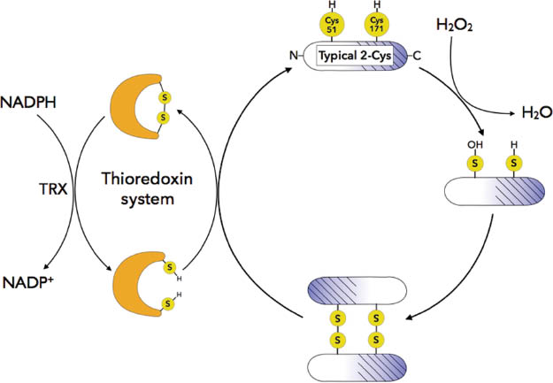 Figure 3: Antioxidant activity of typical 2-Cys peroxiredoxin.Reduction of hydrogen peroxide occurs through a sulphenic acid intermediate forming an intermolecular disulphide bond with the resolving cysteine of the -CXXC- motif on the other subunit. The disulphide bond is then reduced by the Trx system, using NADPH as a cofactor, recycling the protein.