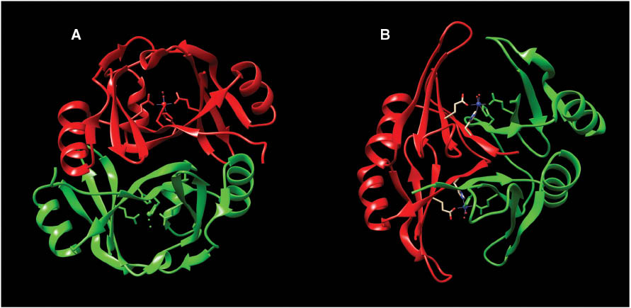 Figure 6: X-ray structure of Glo1 from Clostridium acetobutylicum (A) and Glo1 from Escherichia coli (B).Note the close similarities in their active sites but the orientation differences of the two subunits between the two enzymes. (PDB: 3HDP and 1F9Z).