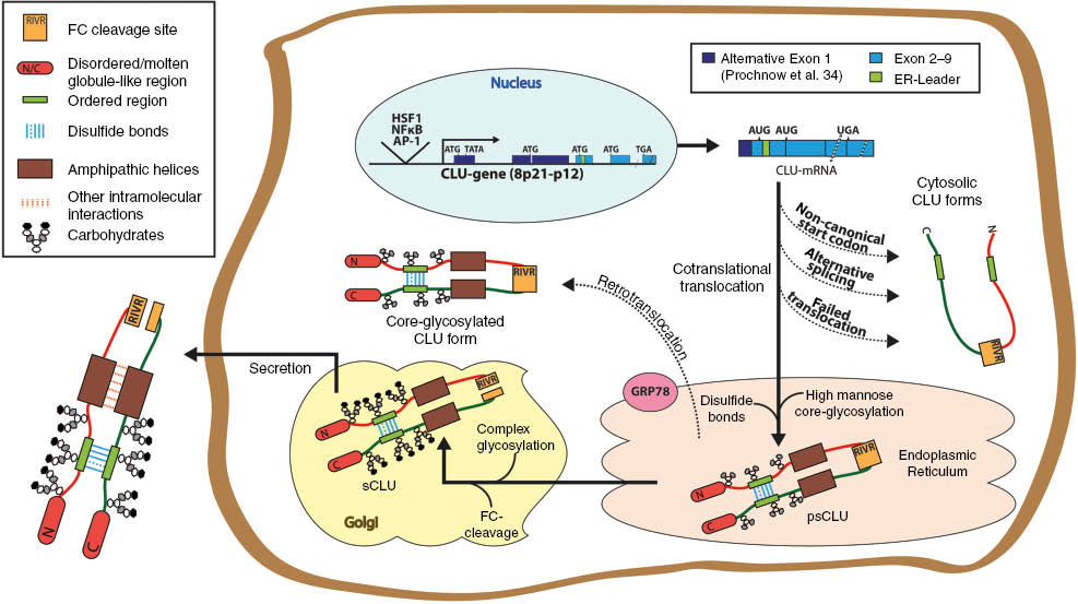 Figure 1: Illustration of CLU biosynthesis.The canonical pathway of secretory proteins leads to the synthesis of secretory CLU (sCLU). It undergoes proteolytic maturation and carries complex carbohydrate moieties as well as disulfide bonds. Upon cellular stress, non-canonic CLU forms emerge, mainly derived from failed translocation, alternative splicing or translation-initiation events on exon 3, as well as from retrotranslocation. All non-secreted CLU forms are incompletely maturated. For details please see text.