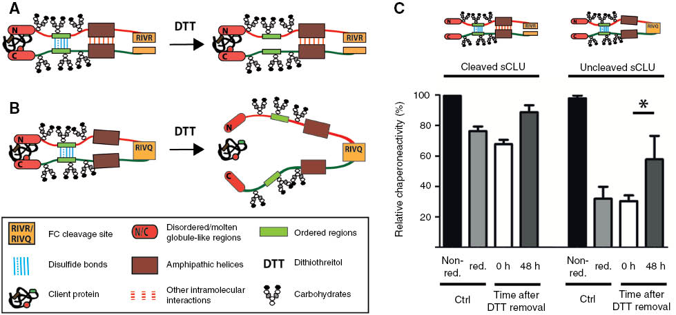Figure 2: Schematic depiction of sCLU chaperone activity and hypothetical influence of structural elements.Fully maturated sCLU is stabilized by disulfide bonds and intramolecular interactions, such as hydrophobic interactions in the region of amphipathic helices (A). In contrast, artificial uncleaved sCLU relies on its disulfide bonds and therefore displays a high sensitivity towards reducing conditions (B). Preliminary data show that uncleaved sCLU partly regains its chaperone activity after removal of DTT within 48 h (C). The procedure of sCLU purification, DTT treatment and chaperone activity assay are in accordance with Rohne et al. (30). After 12 h of incubation with or without 40 mm DTT at 37°C upon gentle agitation, sCLU was subsequently used for chaperone activity assays (Ctrl reducing and non-reducing) or DTT was substituted by PBS using a Vivaspin 4 5000 MWCO PES (Sartorius) at 4°C and used for chaperone activity assays subsequently or after 48 h at 4°C. All chaperone activity assays were performed in the presence of 5 mm DTT with Catalase being the client protein. Additionally, BSA was mixed with Catalase and served as a negative control to calculate the relative chaperone activity of sCLU as described by Rohne et al. (30). For evaluation, the data of two to three independent experiments, each with the mean of two to three measurements were used (unpaired t-test *p<0.05). The error bars correspond to the mean±standard errors.