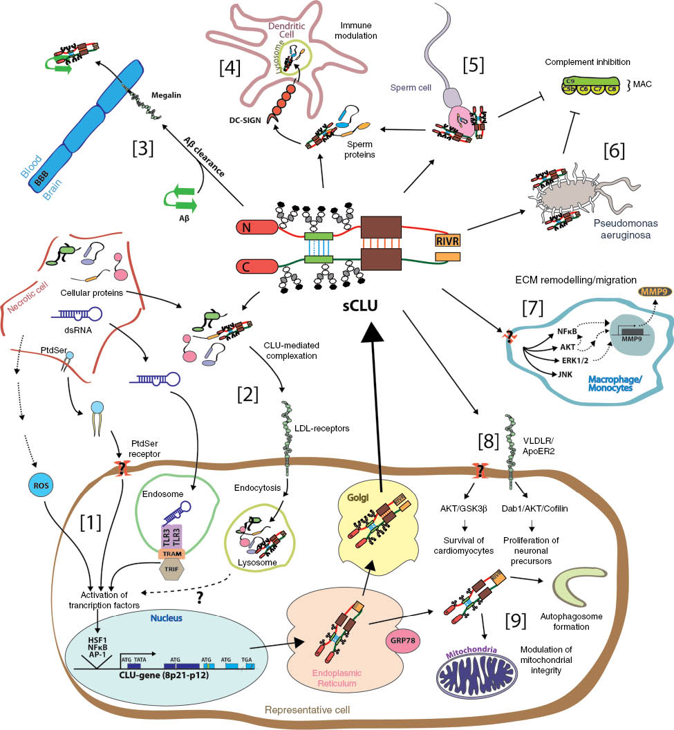 Figure 3: Role of CLU in cell biology, pathology, immunobiology and beyond.For description please see text.