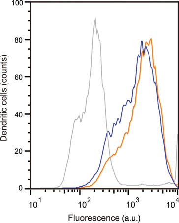 Figure 2: Surface display of peptide loaded MHC class II by both immature and mature human monocyte-derived DCs.Histogram with FACS data of MHC class II surface staining of DCs differentiated from peripheral blood mononuclear cells (with PE labeled antibody L243). Blue curve: inactivated DCs (immature). Orange curve: DCs stimulated overnight with 1 μg ml-1 of the TLR4 ligand LPS (mature DCs). Gray curve: isotype control (PE labeled mouse IgG2a). L243 does not bind to MHC class II with the invariant Li chain associated (109).