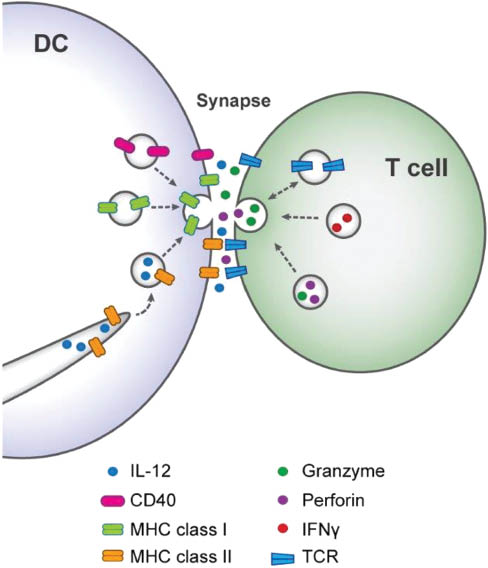 Figure 3: Scheme of membrane trafficking to the DC and T cell sides of the immunological synapse.At the T cell side, lytic granules containing granzyme and perforin, but also vesicles containing cargo, such as TCR and IFNγ, traffic to the synapse in a highly polarized fashion. Similarly, vesicles and/or tubulovesicular structures carrying molecular cargo, such as MHC class I and II, CD40 and IL-12, specifically traffic to the DC side of the immunological synapse as well. We hypothesize IL-12 traffics in MIIC, but this is still unknown; see text for details.