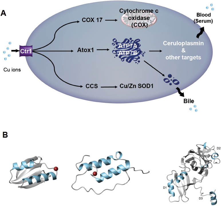 Figure 1: Cu transport in human cytoplasm.(A) A simplified overview of intracellular pathways for Cu transport in humans. Cu ions enter the cytoplasm through the membrane-bound copper transporter Ctr1 and then follow three different pathways mediated by three different Cu chaperones in the cytoplasm: COX17, Atox1 and CCS. COX17 delivers Cu ions to COX in mitochondria with the help of various additional proteins. The membrane-bound P1B-type ATPases, ATP7A and ATP7B, receive Cu from Atox1, and then delivers the metals to Cu-dependent enzymes in the secretory pathway (i.e. ceruloplasmin). At elevated cytoplasmic Cu levels, ATP7A and ATP7B can translocate into vesicles and export excess Cu from the cell at the plasma membrane. The third Cu chaperone, CCS, transfers Cu to cytoplasmic Cu/Zn SOD1. (B) Schematic structures of Atox1 (PDB code: 1FEE), COX17 (PDB code: 2RNB) and CCS (PDB code: 1JK9). Cu is shown as red sphere in Atox1 and COX17; for CCS, the three domains are labeled as D1, D2 and D3.