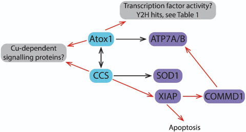 Figure 2: Scheme of interactions of Atox1 and CCS.The reactions with the Atox1 and CCS partners in the well-established Cu transport pathways ATP7A/B and SOD1, respectively, are indicated with black arrows whereas more recently discovered and putative interactions are indicated with read arrows.