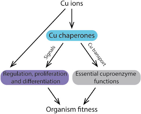 Figure 3: Cu chaperones are essential to many functions in cells and hence aid in organism fitness.In addition to Cu transport providing essential Cu-dependent enzymes with Cu, Cu chaperones and Cu ions have been found to play roles in cellular growth and development.