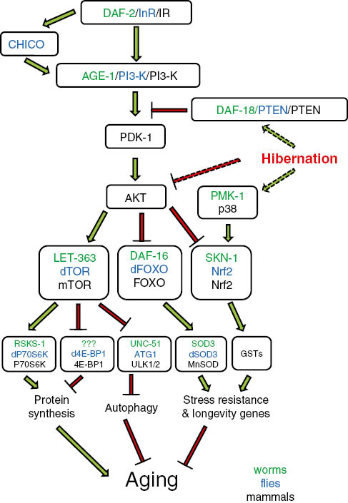 Figure 1: Regulation of the insulin signaling cascade in worms, flies, and mammals.The conserved insulin signaling pathway regulates metabolic processes that are directly linked to aging that include protein synthesis, autophagy, and transcription of stress responsive and longevity genes regulated through FOXO and Nrf-2 transcription factors. During hibernation, the insulin signaling cascade is attenuated through inhibition of Akt kinase and activation of PTEN phosphatase; meanwhile, the p38 MAP kinase signaling cascade is activated as part of a stress response during hibernation.