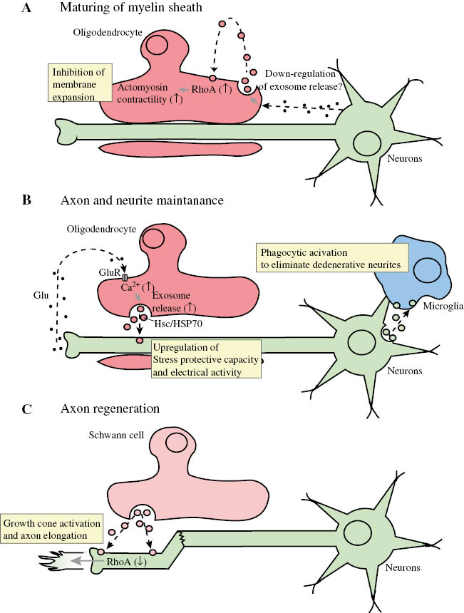Figure 1: Roles of exosomes via neuron-glia communication.(A) Oligodendroglial exosomes autonomously inhibit myelin sheath formation through RhoA-actomyosin signaling. As yet unknown secreted molecules from activated neurons inhibit oligodendroglial exosome release. (B) Electrically active neurons release glutamate (Glu). Glu stimulates oligodendrocytes to release exosomes through the Glu receptor (GluR)-mediated Ca2+ influx. The exosomes are taken up into neurons in where the effects of their cargos such as Hcp/HSP70 are exerted. Neuronal exosomes accelerate phagocytic activity in microglia. (C) Exosomes released from Schwann cells are selectively incorporated into axons. The exosomes activate growth cones, which leads to the elongation of injured axons.