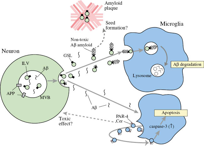 Figure 2: Roles of neuronal and microglial exosomes related to Aβ in Alzheimer’s disease.Neuronal exosomes are associated with intracellular or extracellular Aβ through GSLs abundant on the exosomal surface. Exosomes promote the assembly of nontoxic Aβ. Aβ-exosome complex is subsequently taken up into microglia to degrade Aβ. Neuronal exosomes likely promote Aβ clearance. In the absence of microglial phagocytic activity, exosome-associated Aβ might act as a seed for Aβ amyloid plaque. In turn, exosomes that are released from Aβ-stimulated microglia are autonomously incorporated into microglia and induces caspase-3-dependent apoptosis. Enriched Cer and PAR-4 in the microglial exosomes are responsible for the toxic effect.