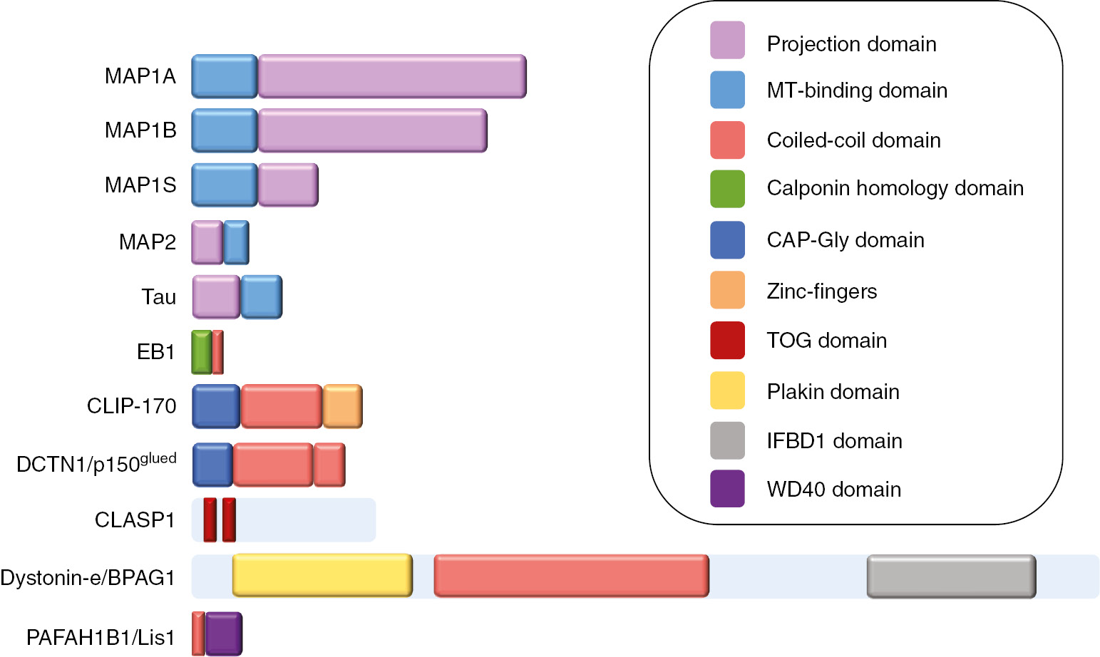 Figure 1: Examples of different MAPs and their functional domains.Some MAPs, such as MAP2 and tau, exist as multiple alternatively spliced isoforms; in these cases, the longest isoforms are shown. For MAP1 proteins, heavy chains are represented. The projection domains are the residues that extend at the surface of MTs.