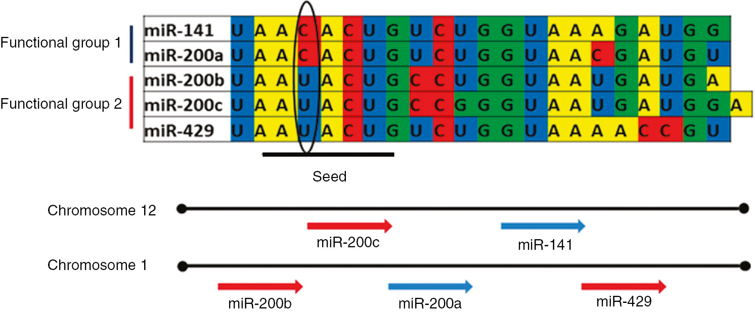 Figure 1: Chromosomal location, classification and sequences of the miR200 family members.