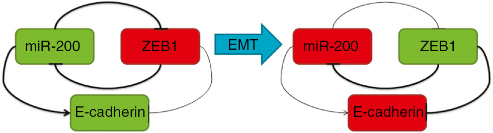 Figure 2: Overview of the regulatory effect of the miR-200 family on ZEB1.In an epithelial-like cell, miR-200 family members inhibit ZEB1 expression resulting in E-cadherin synthesis. During EMT, cells lose miR-200, which in turn activates ZEB1 with eventual repression of E-cadherin synthesis.
