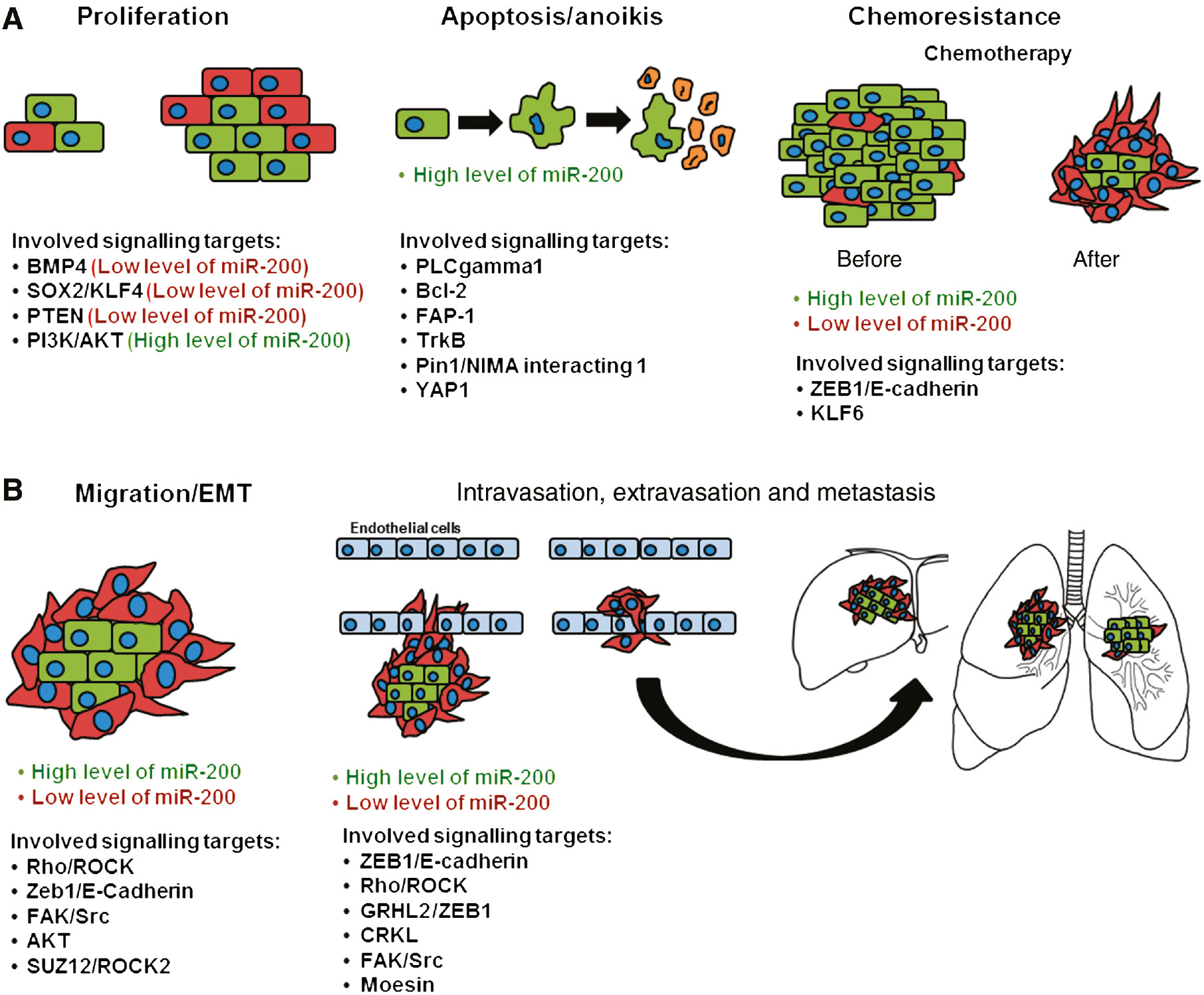 Figure 4: Overview of the different cellular processes in which the miR-200 family is involved.(A) MiR-200 family is involved in proliferation, apoptosis/anoikis and chemoresistance. (B) MiR-200 is involved in migration, EMT, intravasation and extravasation.