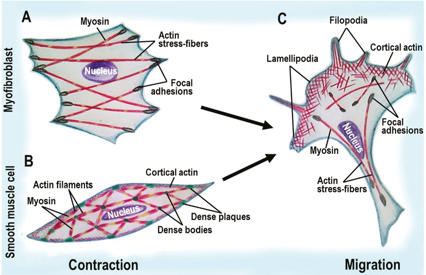 FIgure 1: Schematic diagram illustrating contraction vs. migration phenotype in fibroblasts and smooth muscle cells.(A) contractile fibroblasts, myofibroblasts, are characterized by the formation of myosin-containing actin contractile stress fibers. (B) in contracting smooth muscle cells, actin assembles into myosin-containing actin contractile apparatus and cortical actin network. (C) migration of both fibroblasts and smooth muscle cells is accompanied by a similar reorganization of actin microfilament system, including lamellipodia and filopodia formation.