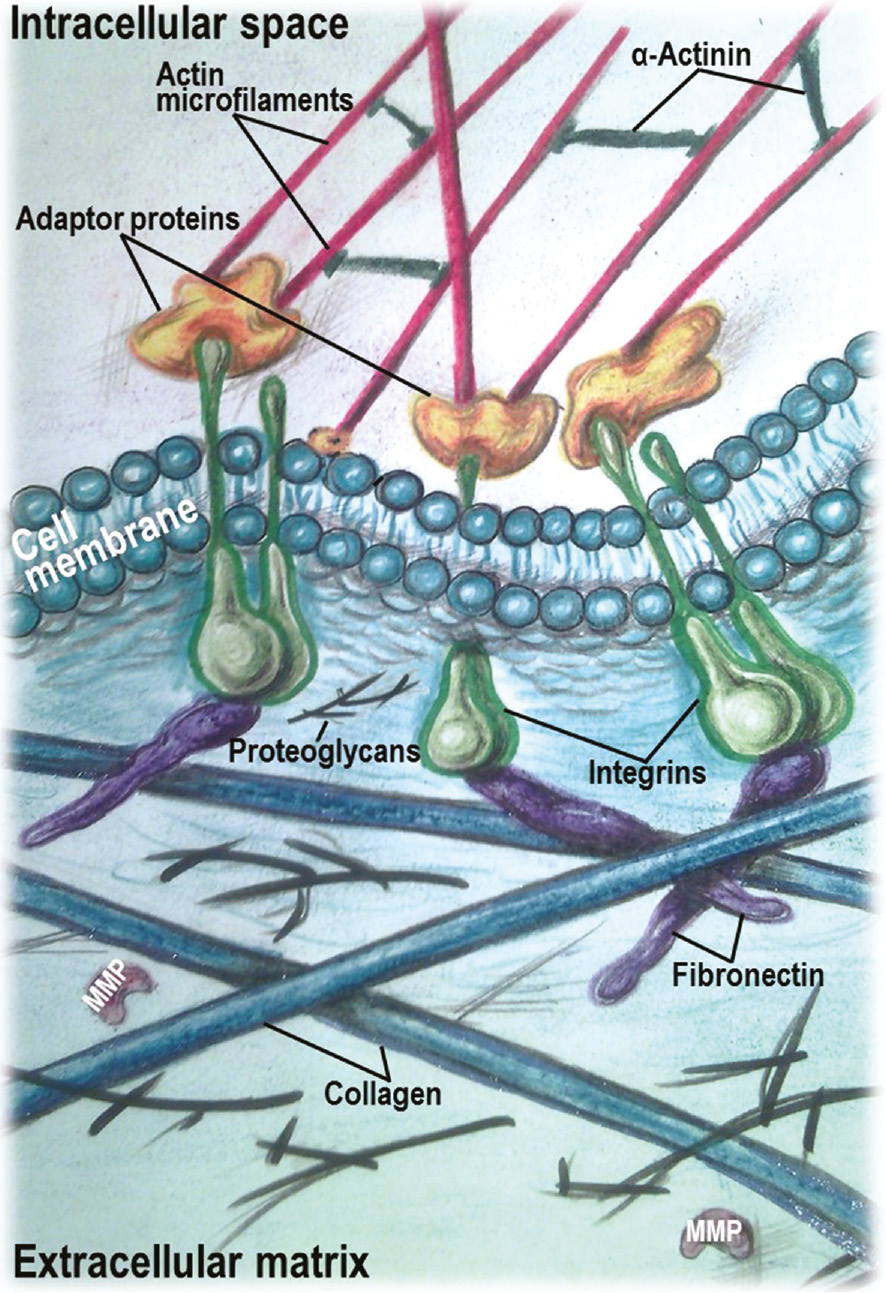 Figure 2: Schematic diagram illustrating a linkage between the extracellular matrix and the actin cytoskeleton by integrins.The extracellular domain of integrins interacts with the extracellular matrix components, while the cytoplasmic tail binds to actin microfilaments through adaptor cytoskeletal proteins.