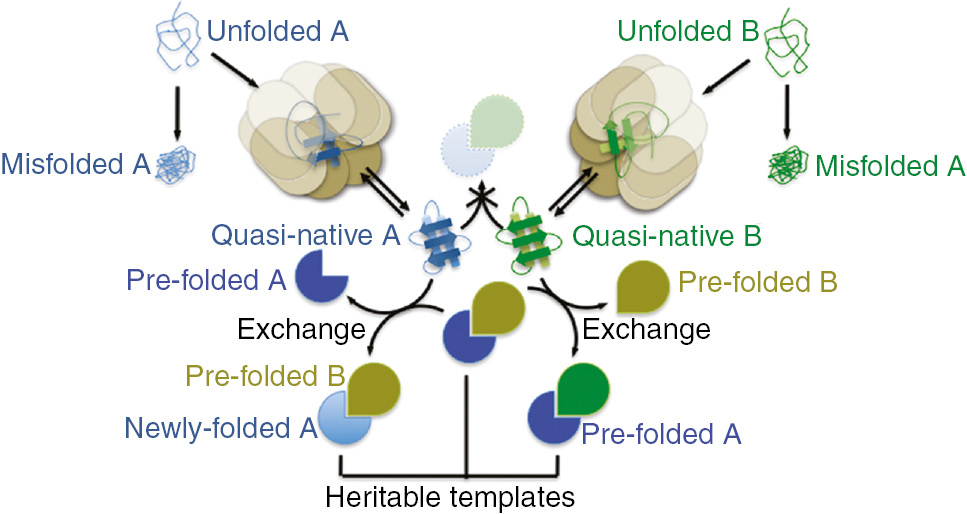 Figure 1: An illustration of a heterodimeric example of the heritable template hypothesis.For two proteins, A and B, four distinct conformational states are illustrated in the context of a simplified folding pathway. Nascent polypeptides are ‘unfolded’, and without the assistance of a chaperone (beige octameric barrel) tend to populate a low-energy conformational state that is non-functional and thus considered ‘misfolded’. Chaperone engagement promotes a ‘quasi-native’ conformation that shares many structural features with the native state (Pacman shape for A, teardrop shape for B), but the native state is difficult for two quasi-native molecules to achieve. Quasi-native molecules continue to cycle through rounds of chaperone binding and release. An exchange reaction between a quasi-native protein A or B and a pre-formed, native A–B heterodimer is the only efficient route to the native state. Exchange liberates a pre-folded A or B molecule that may be able to itself template the folding of other quasi-native B or A molecules without requiring exchange, but this ability is not a necessary component of the hypothesis. Exchange produces a native heterodimer in which one subunit is newly folded. All native heterodimers can act as heritable templates if they persist through cell division and/or differentiation.